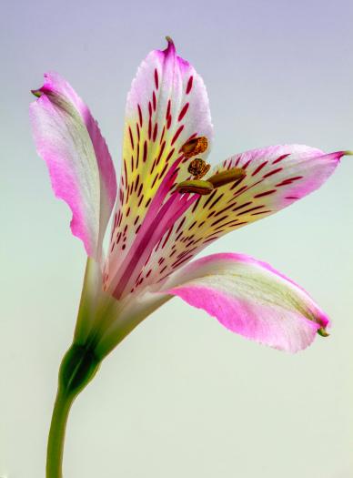 Lily petal backdrop modern closeup elegance