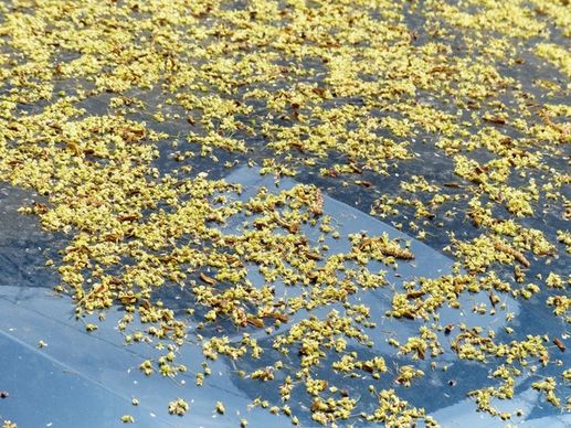lime blossom fallen pollen