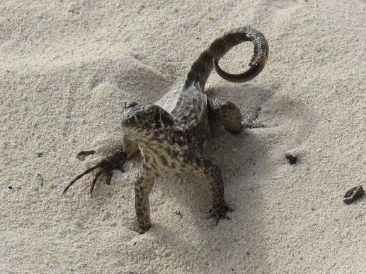 lime lizard on the beach