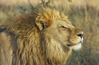 lion backdrop picture elegant face closeup