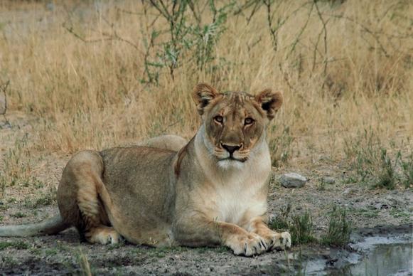 lion female cat