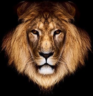 lion head picture