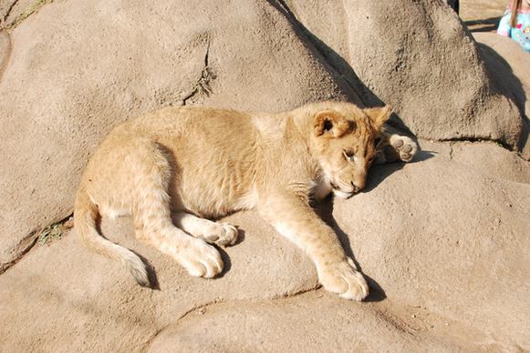lion park gauteng