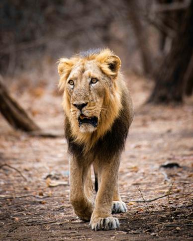 lion picture contrast dynamic 