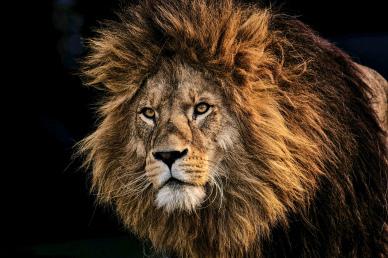 lion picture elegance contrast