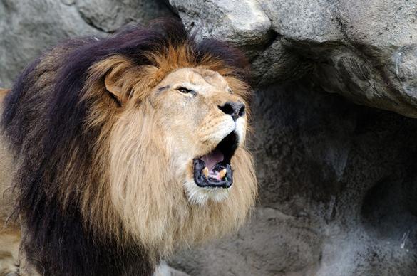 lion roaring closeup