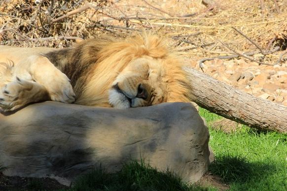lion sleeping