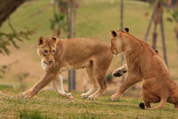 lions amp lion cubs