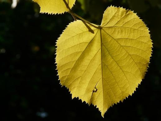 lipovina leaves yellow