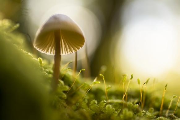 little boletus on moss in forest at sunrise