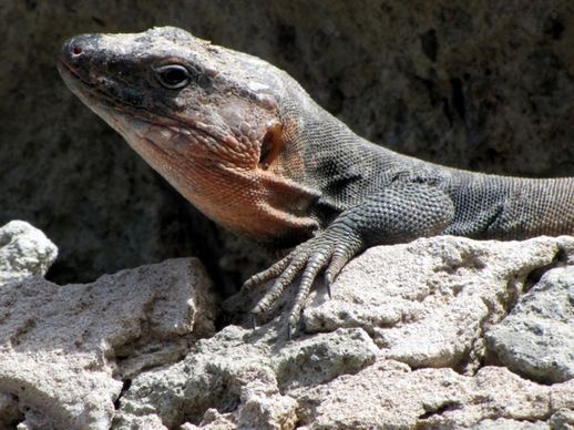 lizard rock reptile