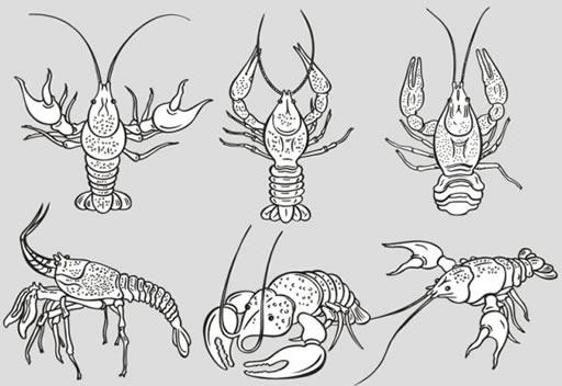 lobster icons black white handdrawn sketch