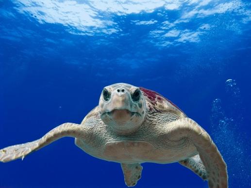 loggerhead turtle sea ocean