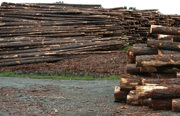 logs sawmill lumberyard