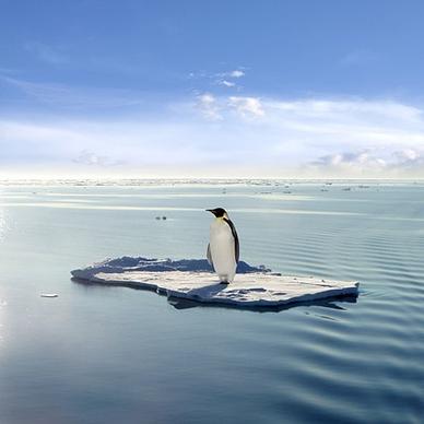 lonely penguin picture