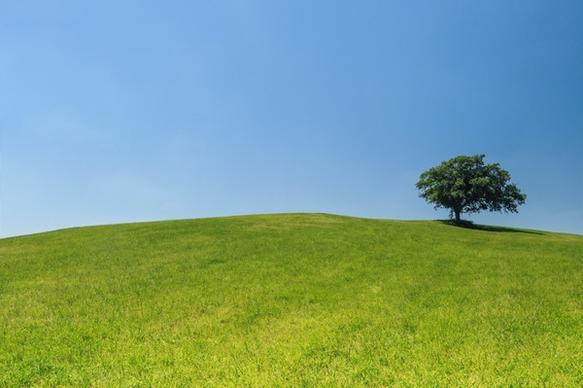 lonely tree on a green hill