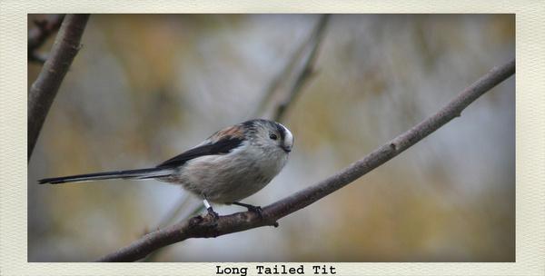 long tailed tit in tree