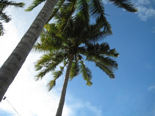 looking up at palm trees in the blue sky