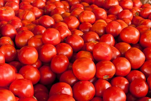 lots and lots of tomatoes