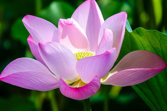 lotus backdrop picture elegant realistic closeup 