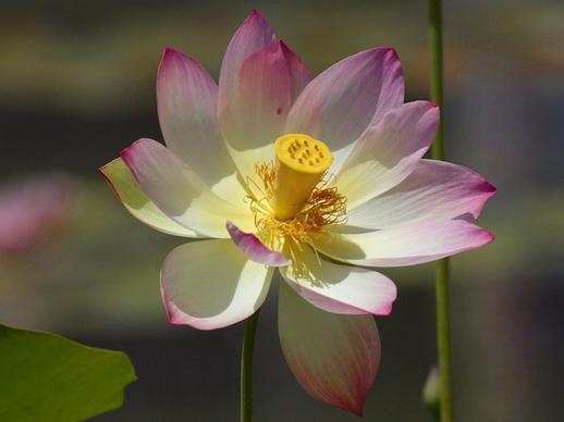 lotus blossom flower nature