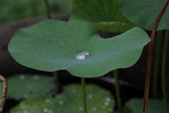 lotus blu thailand