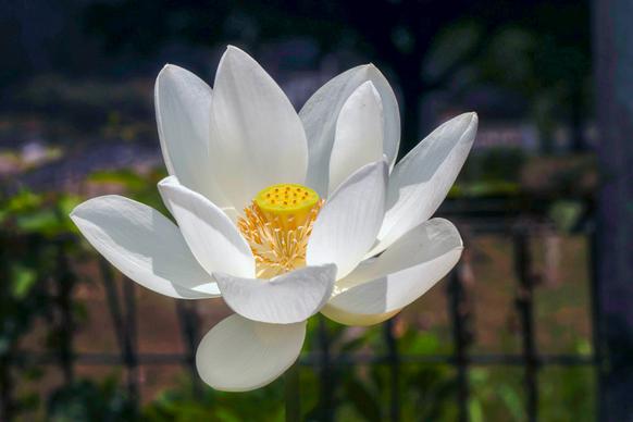 lotus flower picture elegant blooming scene 