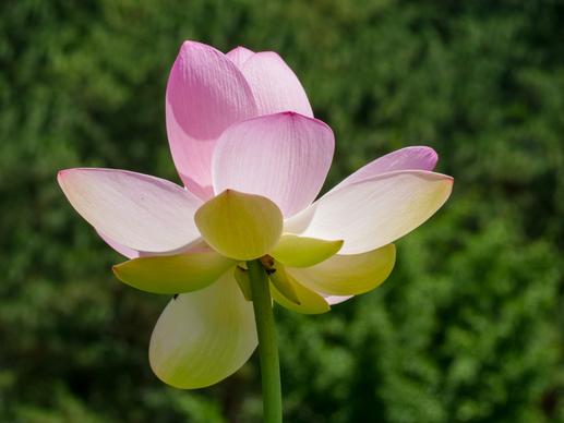 lotus flower picture elegant closeup