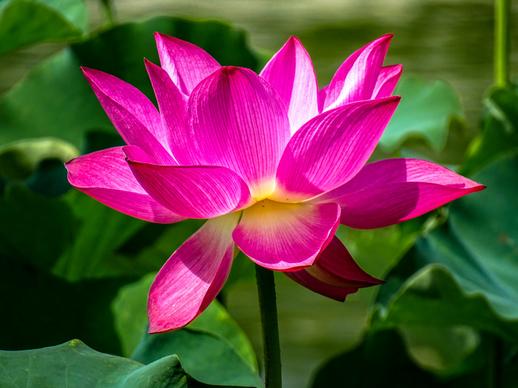 lotus flower picture elegant closeup 