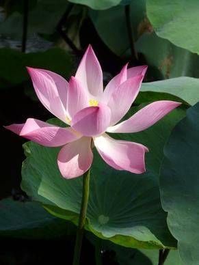 lotus lotus blossom flower