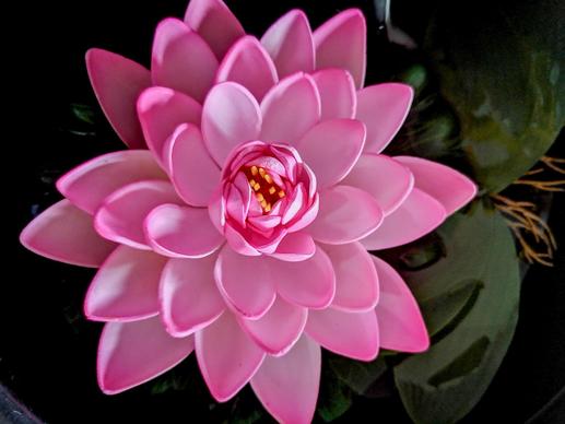lotus picture elegant blooming petal closeup 