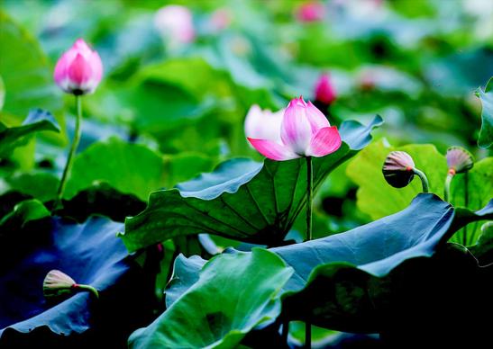 lotus pond scene picture elegant contrast 
