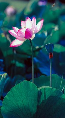 lotus pond scene picture elegant contrast blossom scene 
