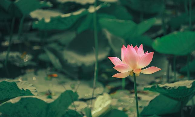 lotus pond scenery picture elegant contrast