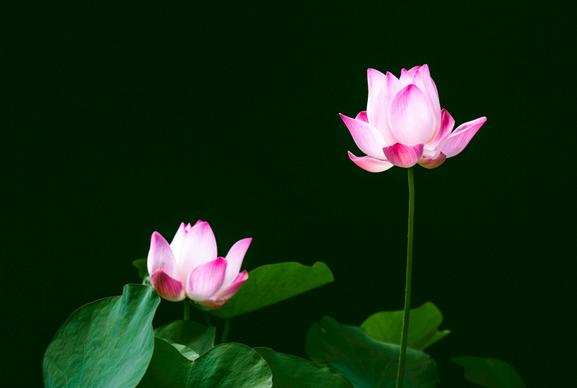 lotus scene picture elegant contrast closeup