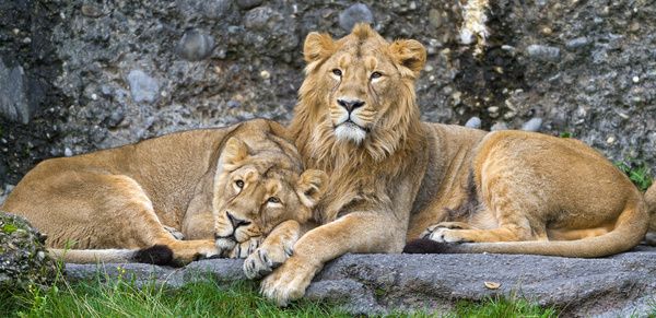 lounging lions