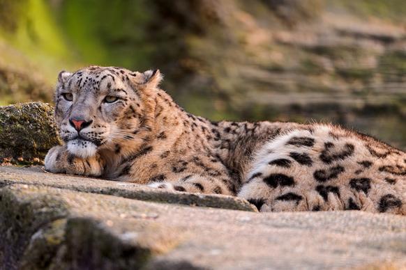 lounging snow leopard