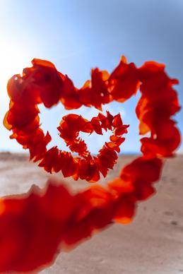 love picture elegant dynamic closeup heart shape petals