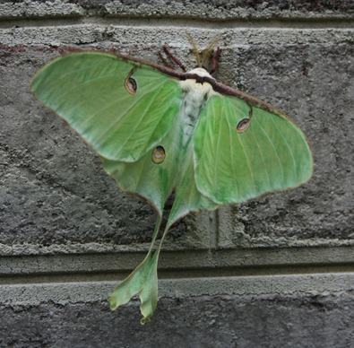 luna moth green