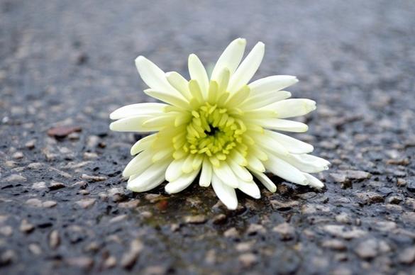 lying flower on the road