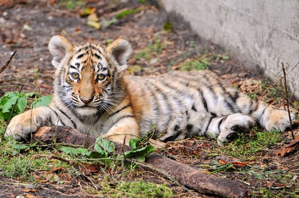 lying tiger cub