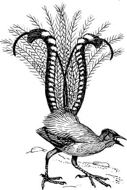 lyre bird