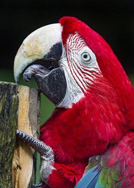 macaw and wood