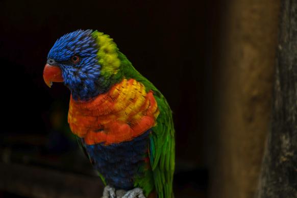 macaw bird picture dark colorful 