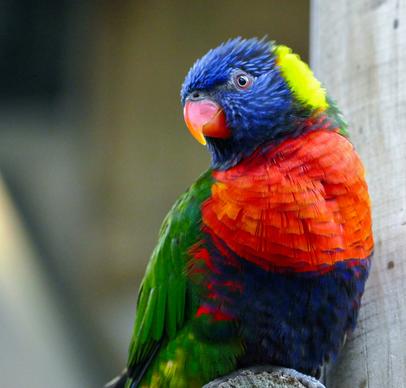 macaw bird picture elegant closeup 