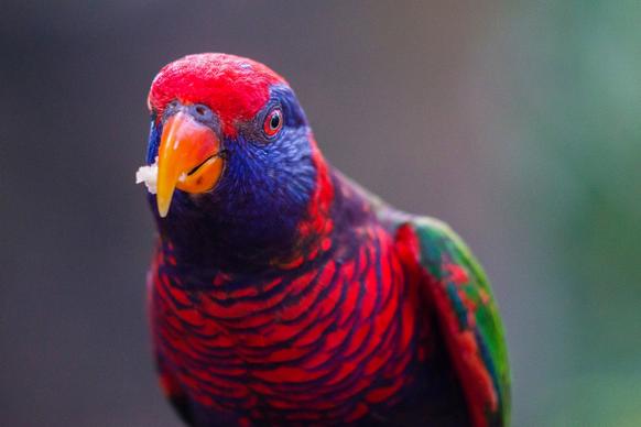 macaw parrot picture cute elegant closeup 