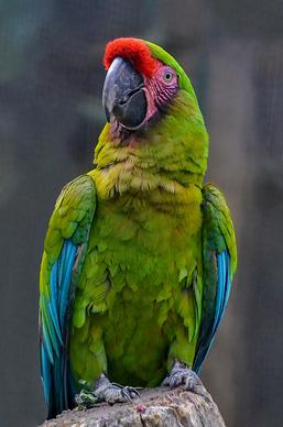 macaw parrot picture elegant closeup 