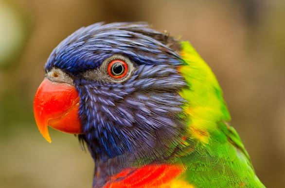 macaw parrot picture elegant closeup face