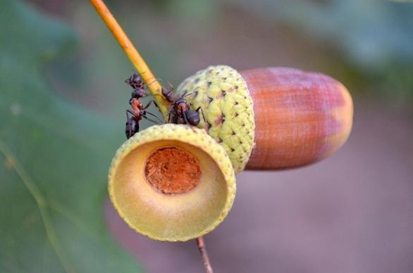 macro ants acorns