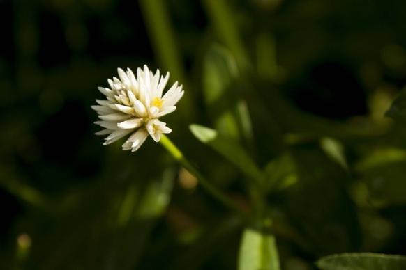 macro flower white